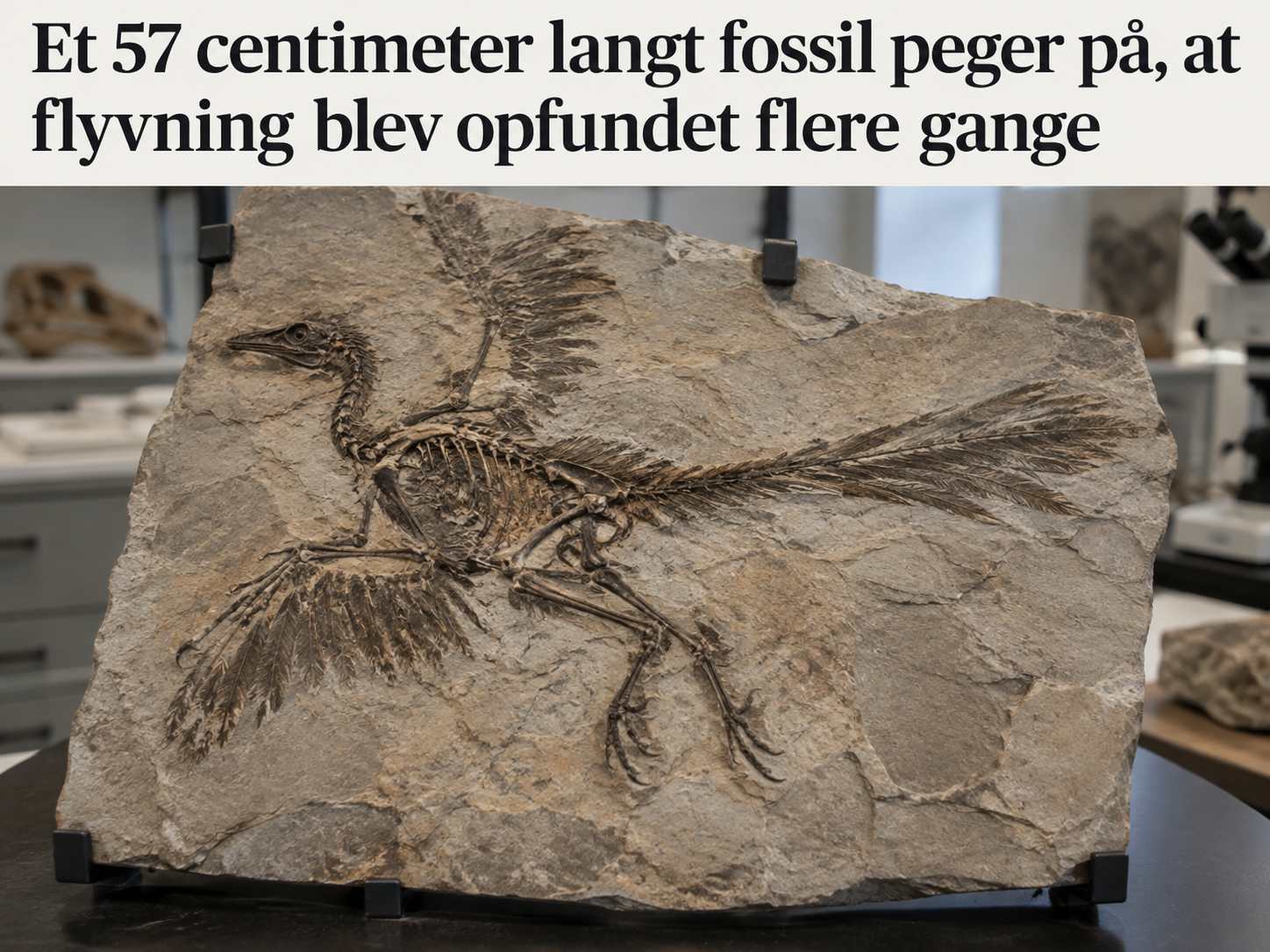 Et 57 centimeter langt fossil peger på, at flyvning blev opfundet flere gange